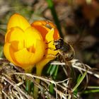 die ersten Blüten locken Besucher an