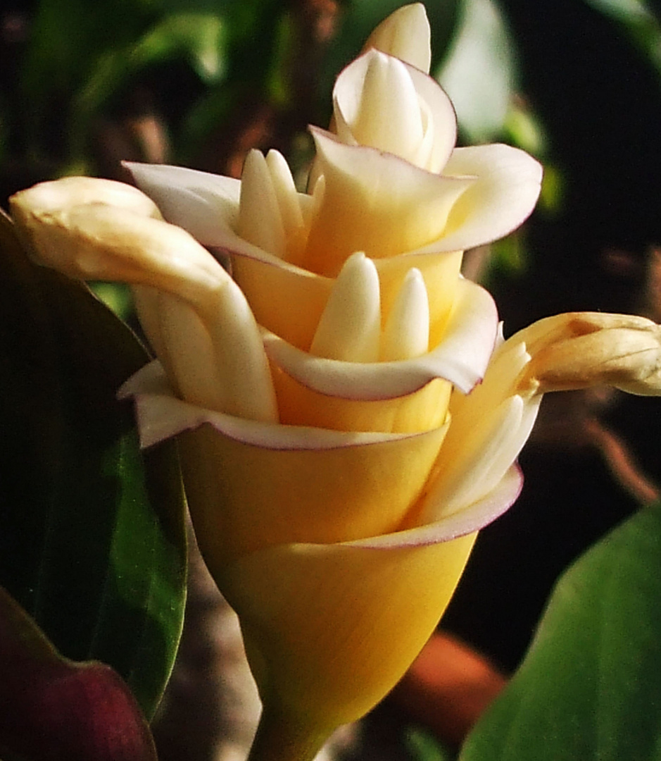 Die ersten Blüten meiner Calathea