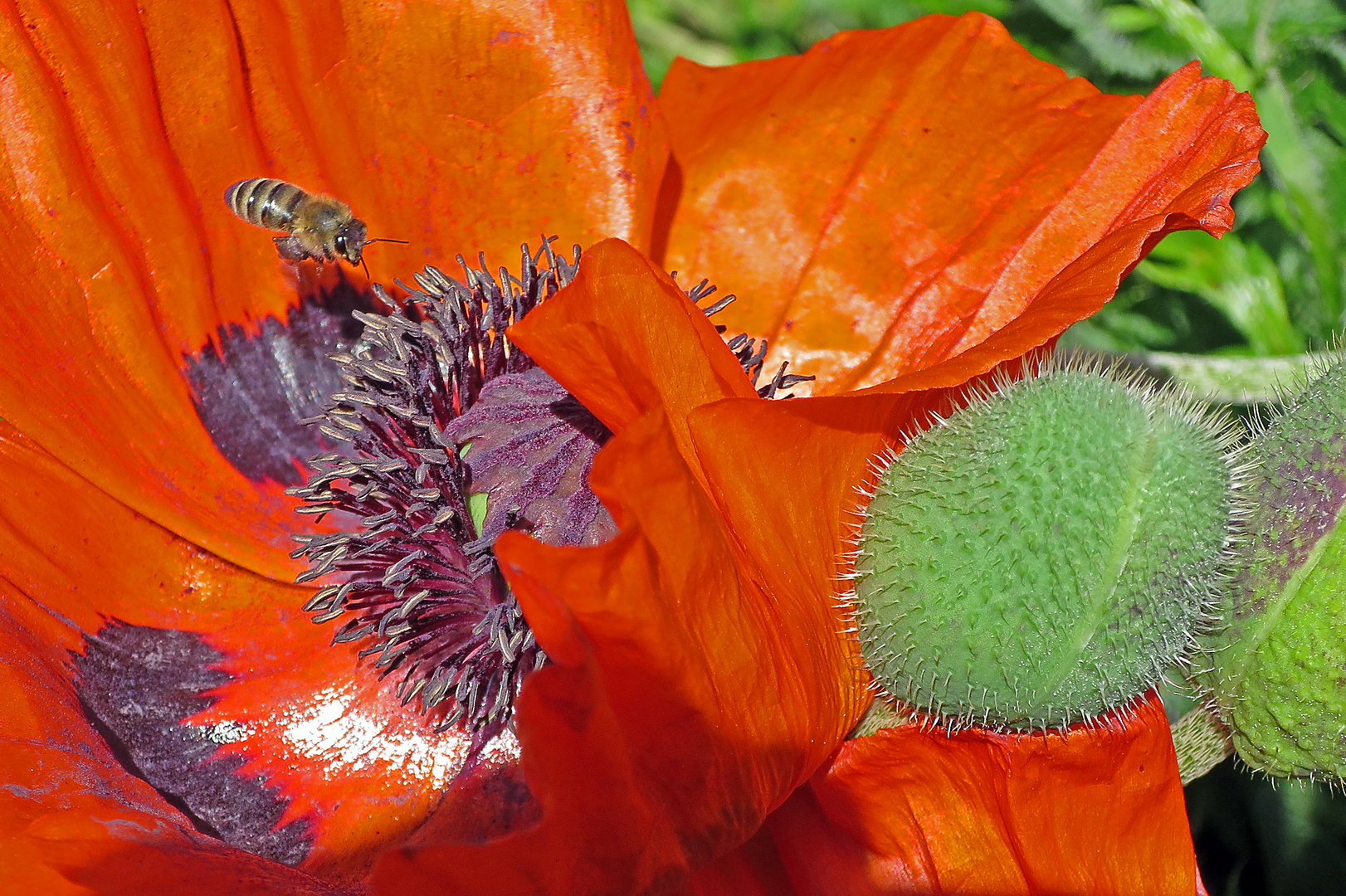 Die ersten Blüten sind aufgegangen