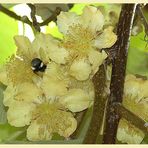 die ersten Blüten unserer Kiwi sind offen