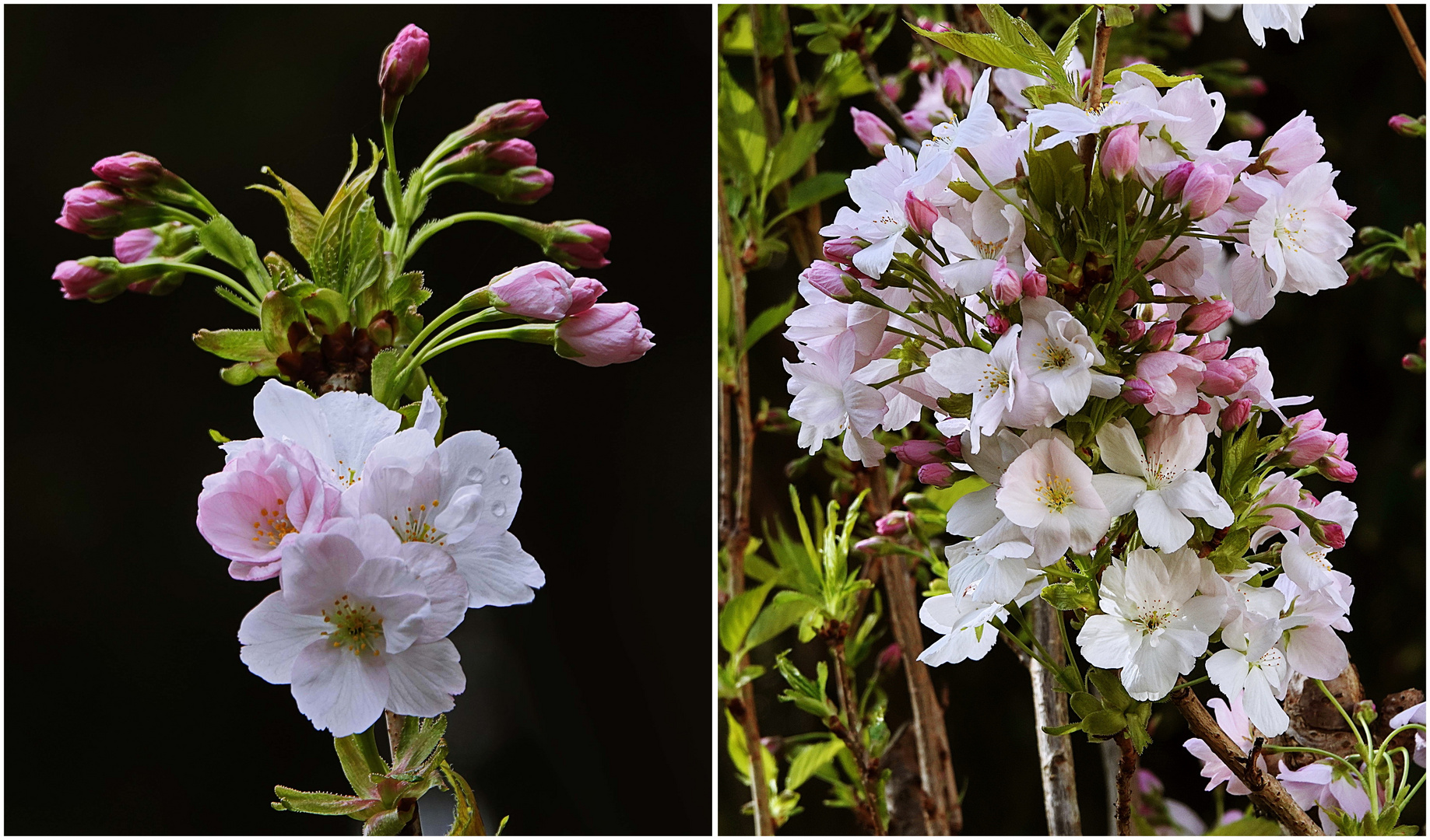 die ersten Blüten unserer Säulenkirsche