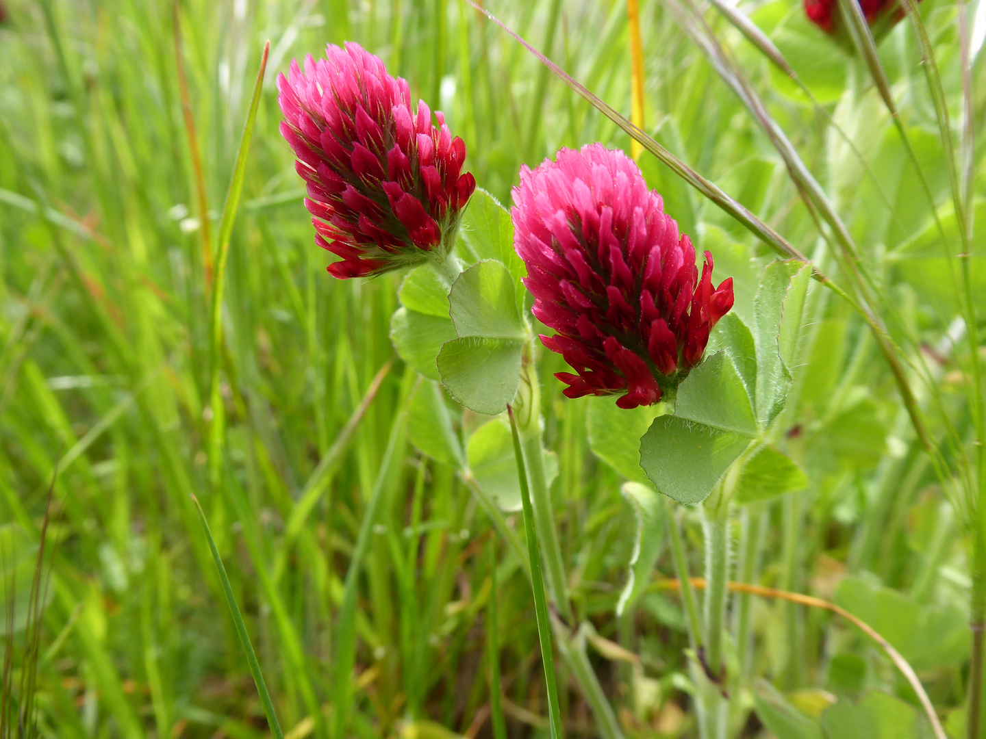 Die ersten Blüten vom Inkarnatklee