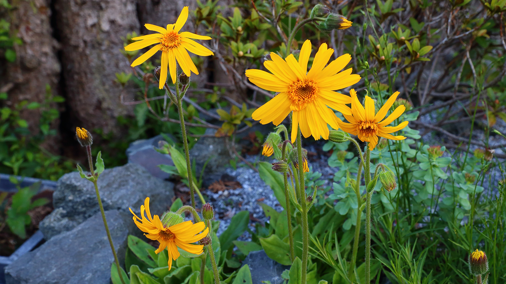 Die ersten Blüten von Arnica montana haben sich auf dem "saueren" Beet geöffnet...