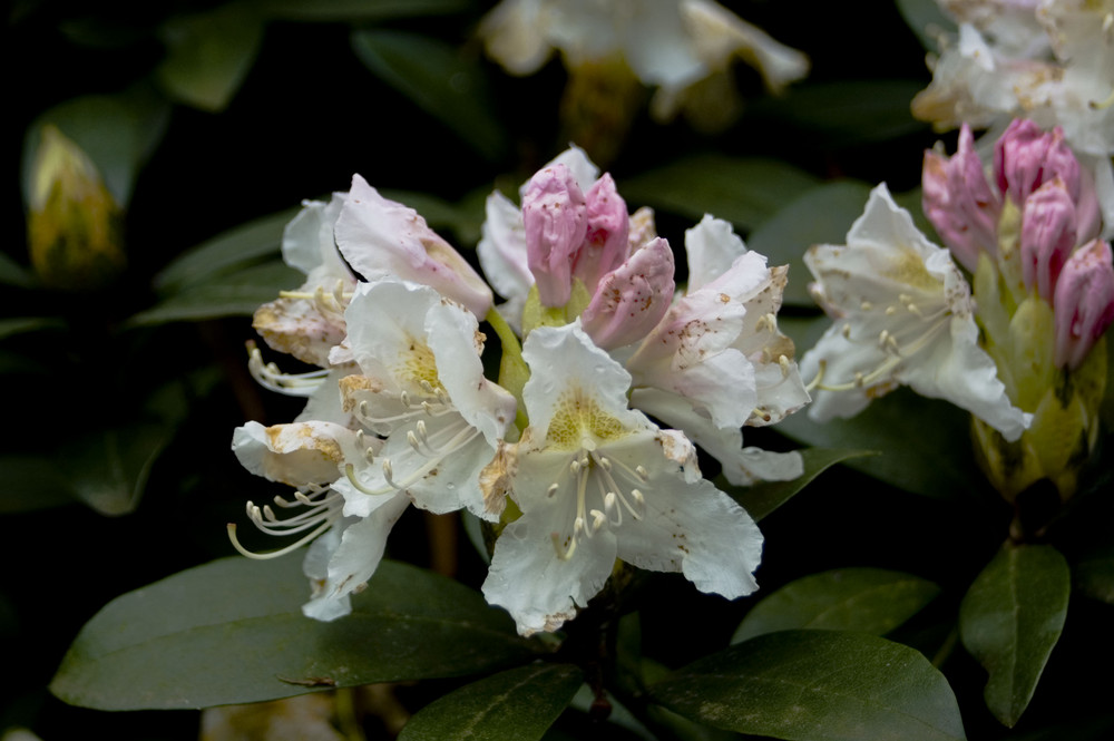 Die ersten Blumen 2008