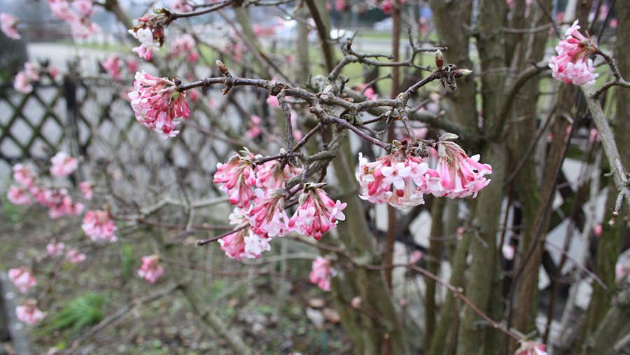 Die ersten Blumen