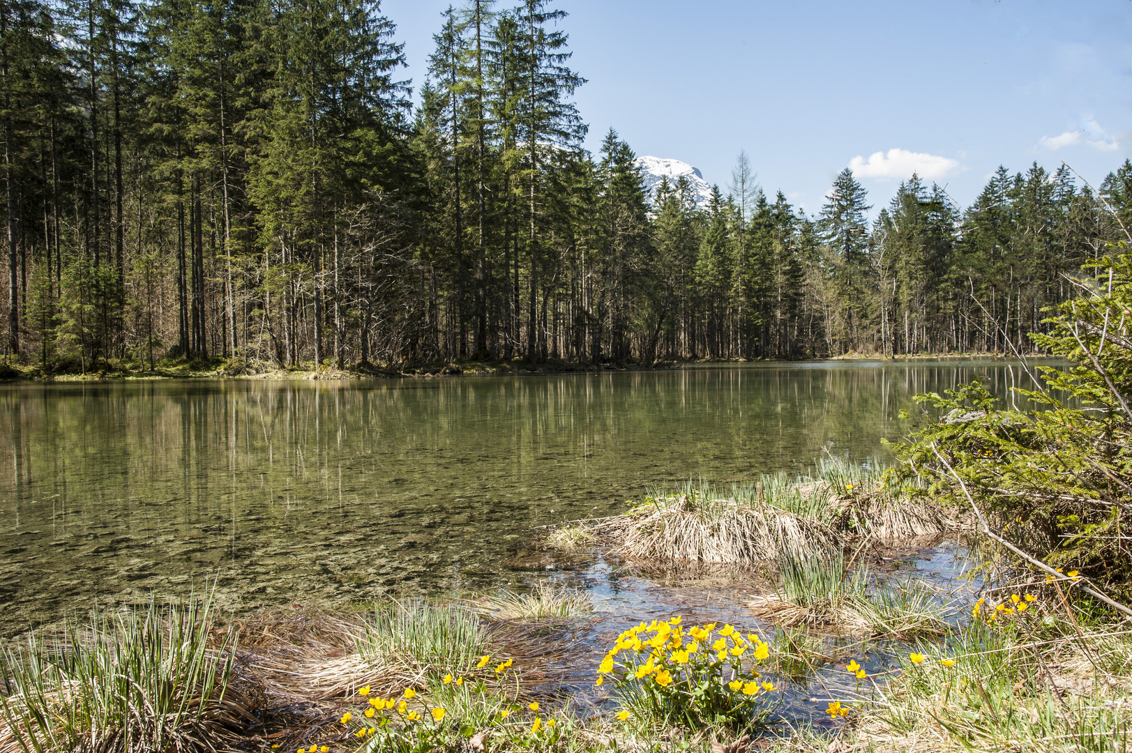 Die ersten Blumen am See