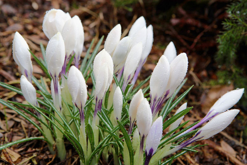 Die ersten Blumen!