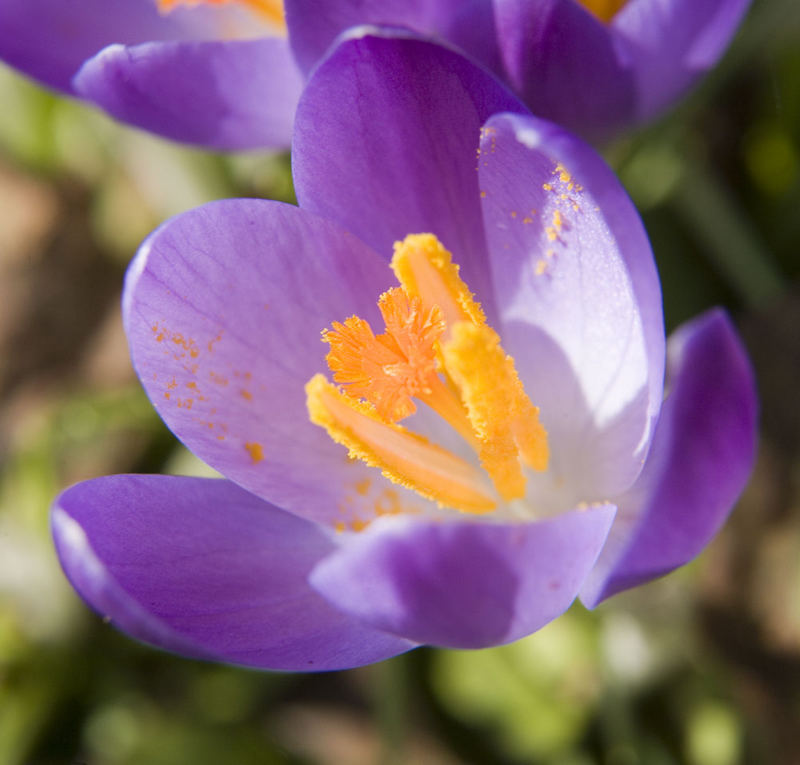 Die ersten Blumen in diesem Jahr