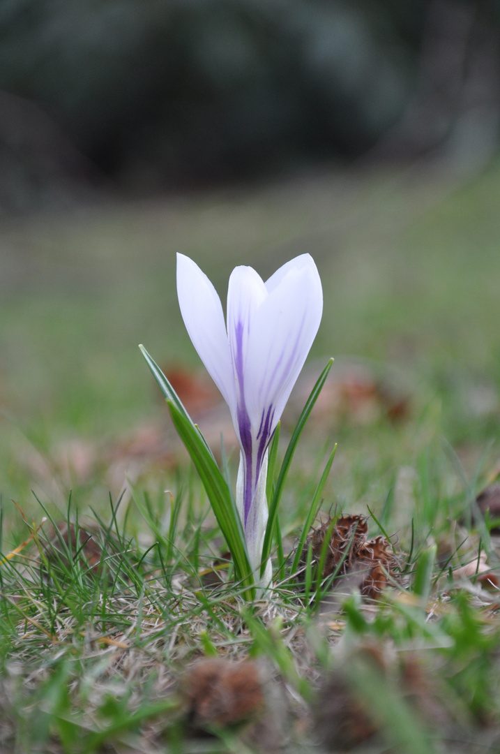 Die ersten Blumen kommen