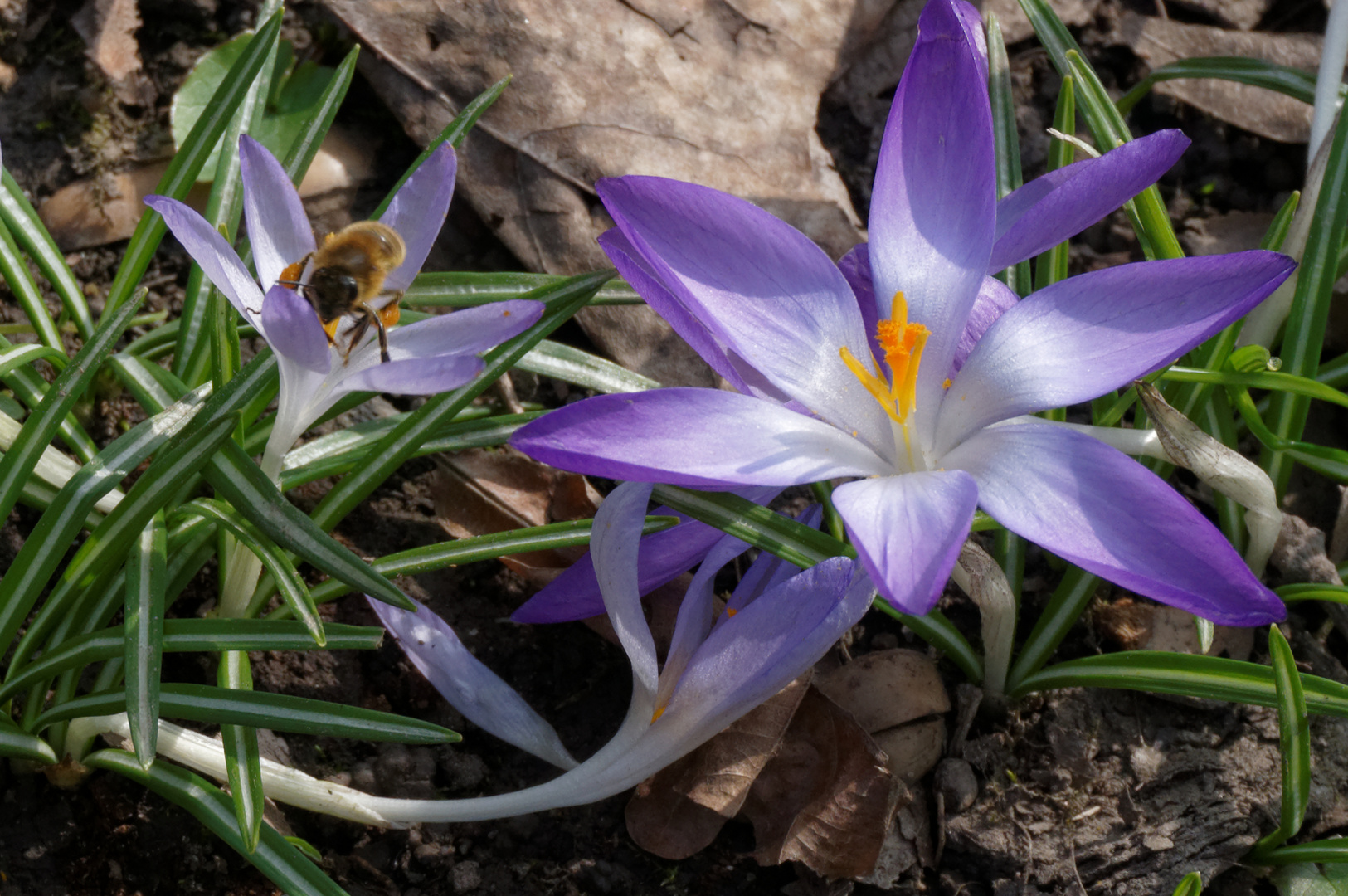 Die ersten Blumen locken die fleißigen Bienchen