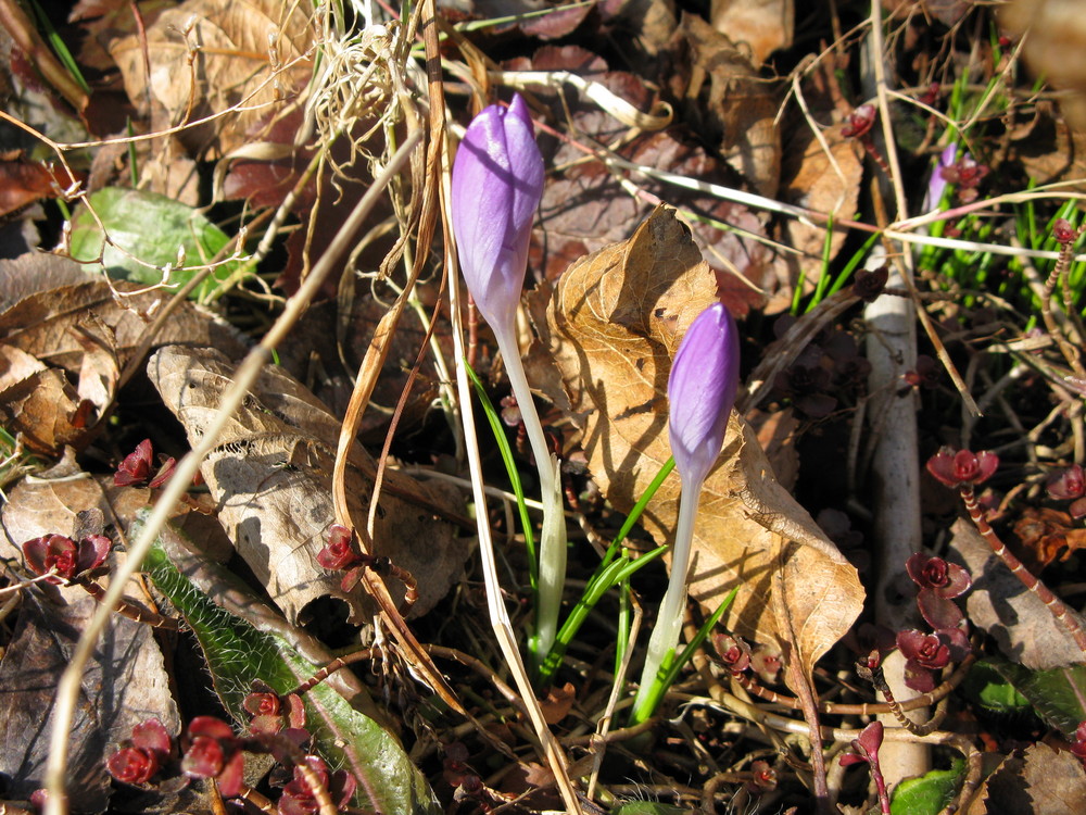 die ersten Blumen nach dem Winter