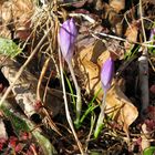 die ersten Blumen nach dem Winter