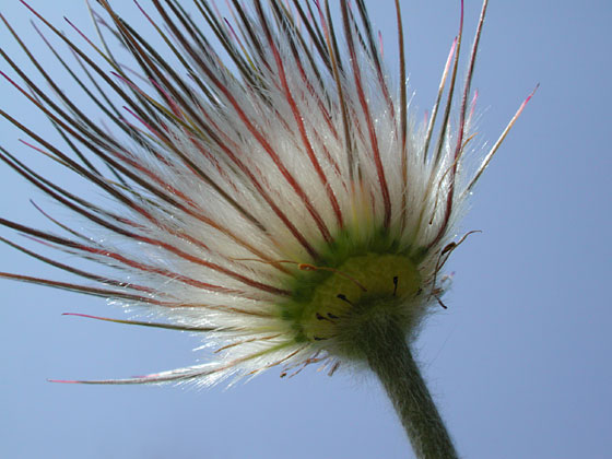 Die ersten Blumen sind schon verblüht