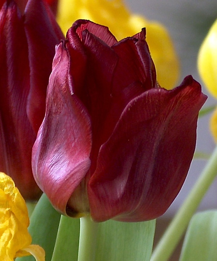 Die ersten Boten des Frühlings