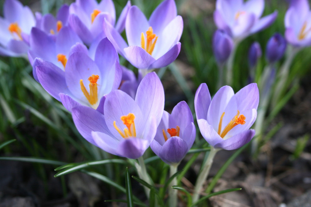 Die Ersten Boten des Frühlings