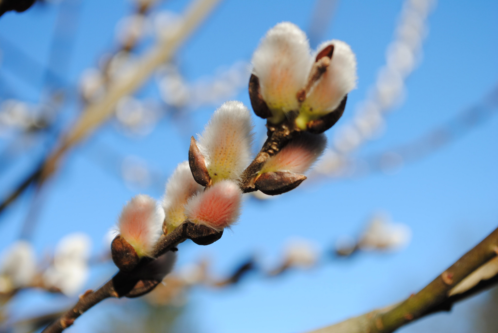 die ersten Boten des Frühlings