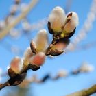 die ersten Boten des Frühlings