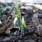 die ersten Boten des Frühlings II