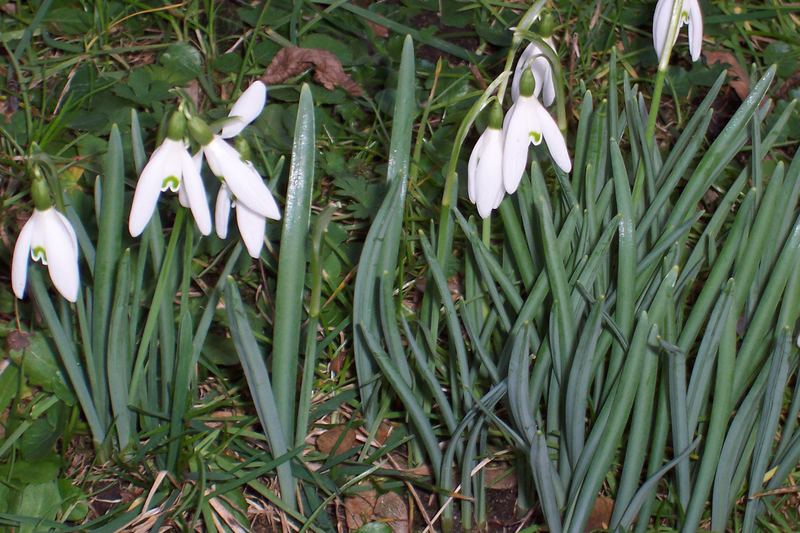 Die ersten Boten des Frühlings sind da