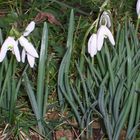 Die ersten Boten des Frühlings sind da