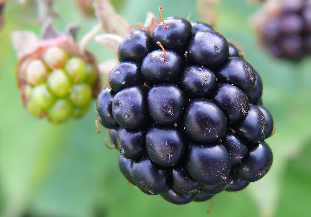 Die ersten Brombeeren ...