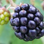 Die ersten Brombeeren ...