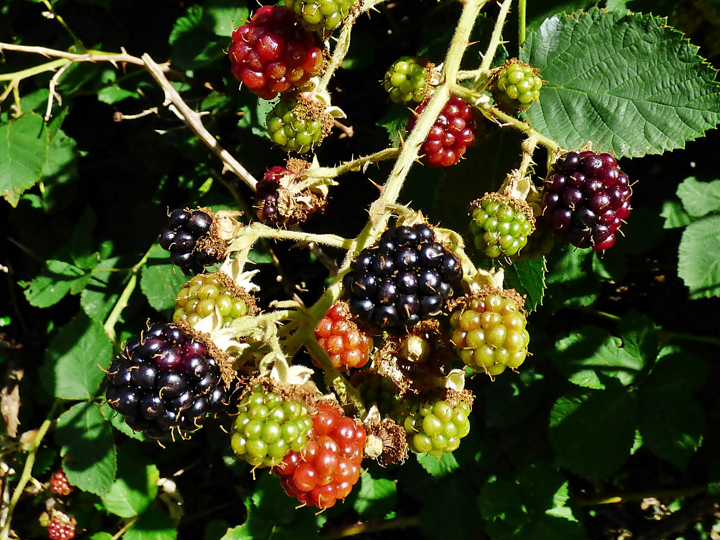 Die ersten Brombeeren . . . Foto & Bild pflanzen, pilze & flechten