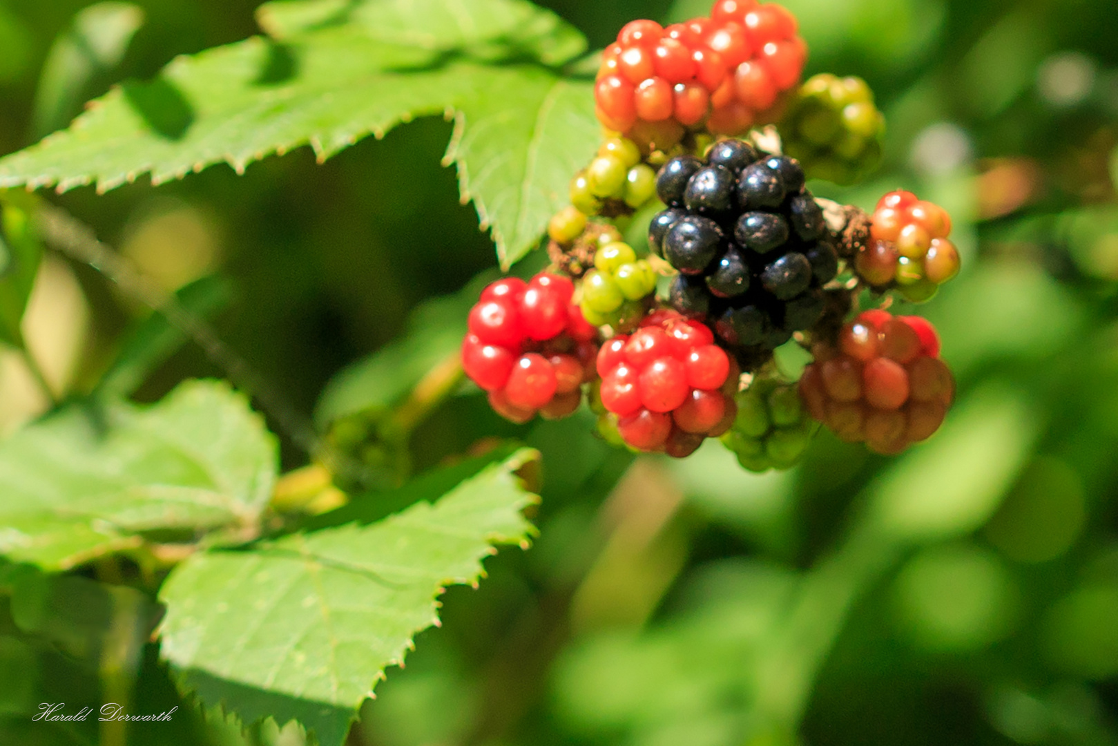 Die ersten Brombeeren (Rubus fruticosus)