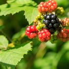 Die ersten Brombeeren (Rubus fruticosus)