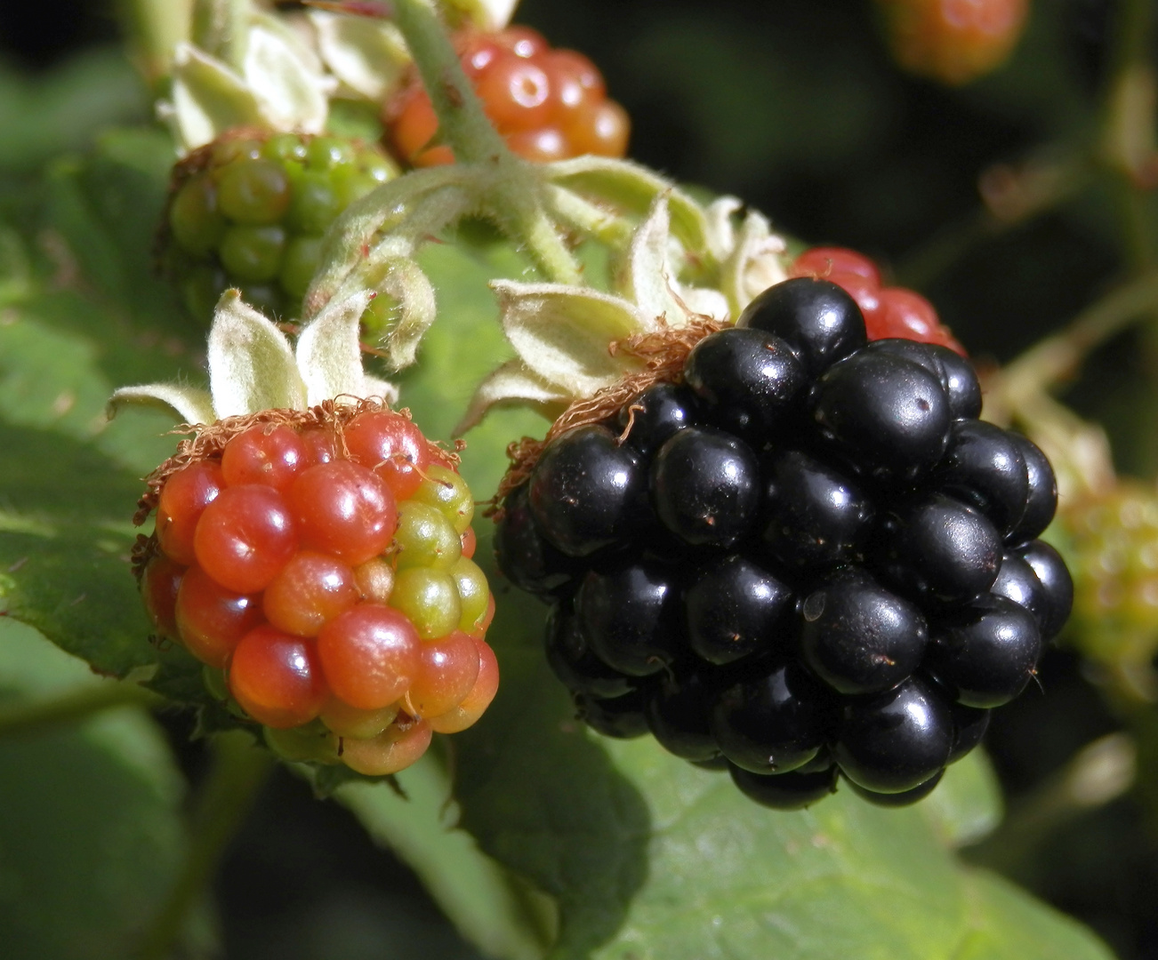 Die Ersten Brombeeren Rubus Fruticosus Sind Reif Foto Bild