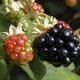 Früchte•Beeren•Samen