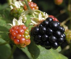 Die ersten Brombeeren (Rubus fruticosus) sind reif ...