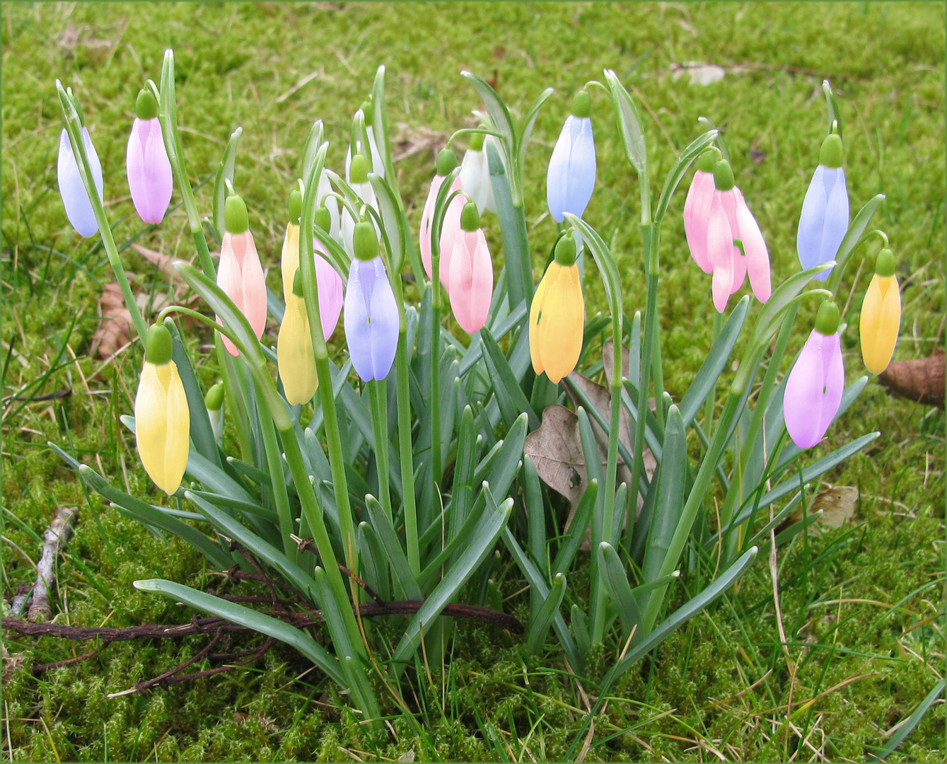 die ersten Buntglöckchen blühen - Neuzüchtung ...