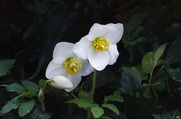 Die ersten Christrosen...