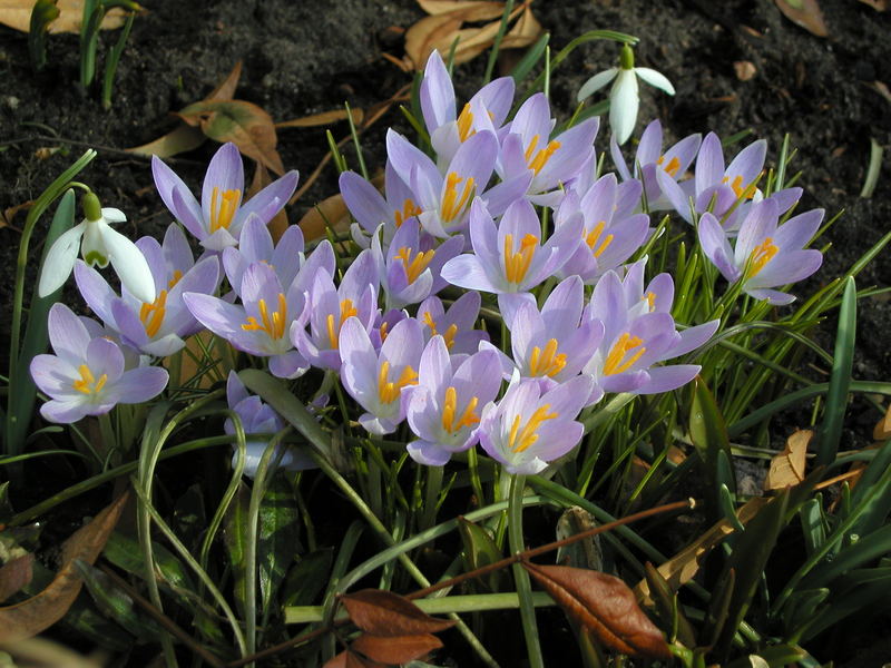 Die ersten Crokusse im Garten.