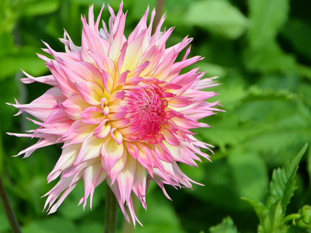 Die ersten Dahlien 2011, Mainau im August Foto & Bild pflanzen, pilze