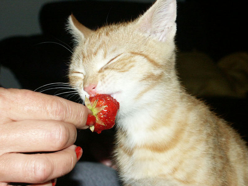 ...die ersten deutschen Erdbeeren, hmmmm!