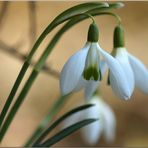 Die ERsten dieses Frühlings....