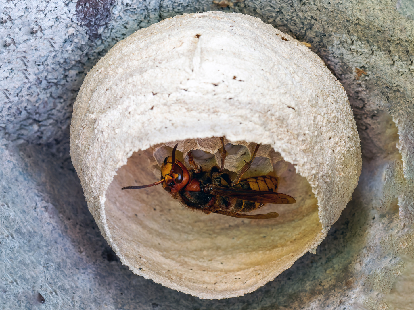 die ersten Eier sind in die Brutkammern gelegt  .....