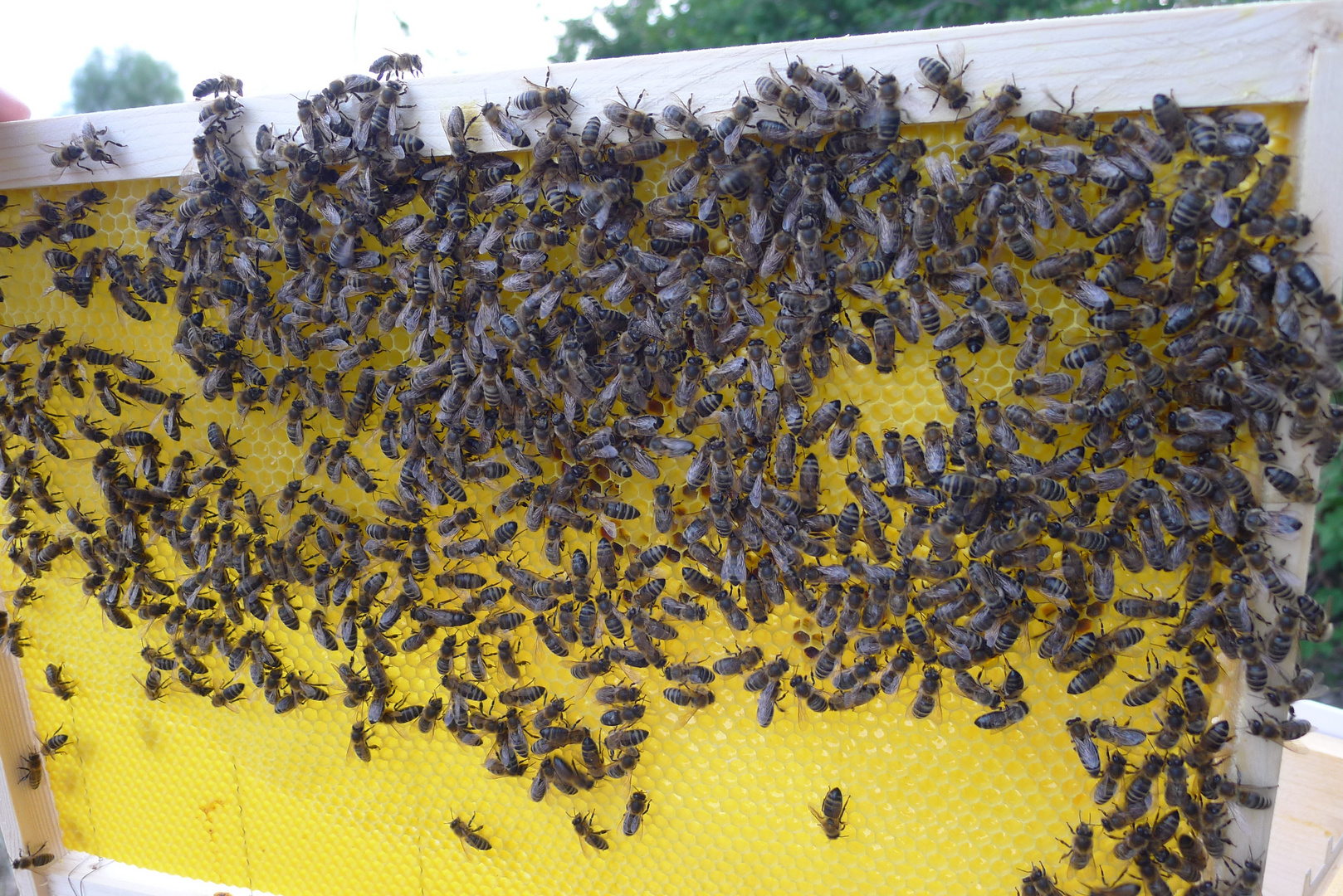 die ersten eigenen Bienen