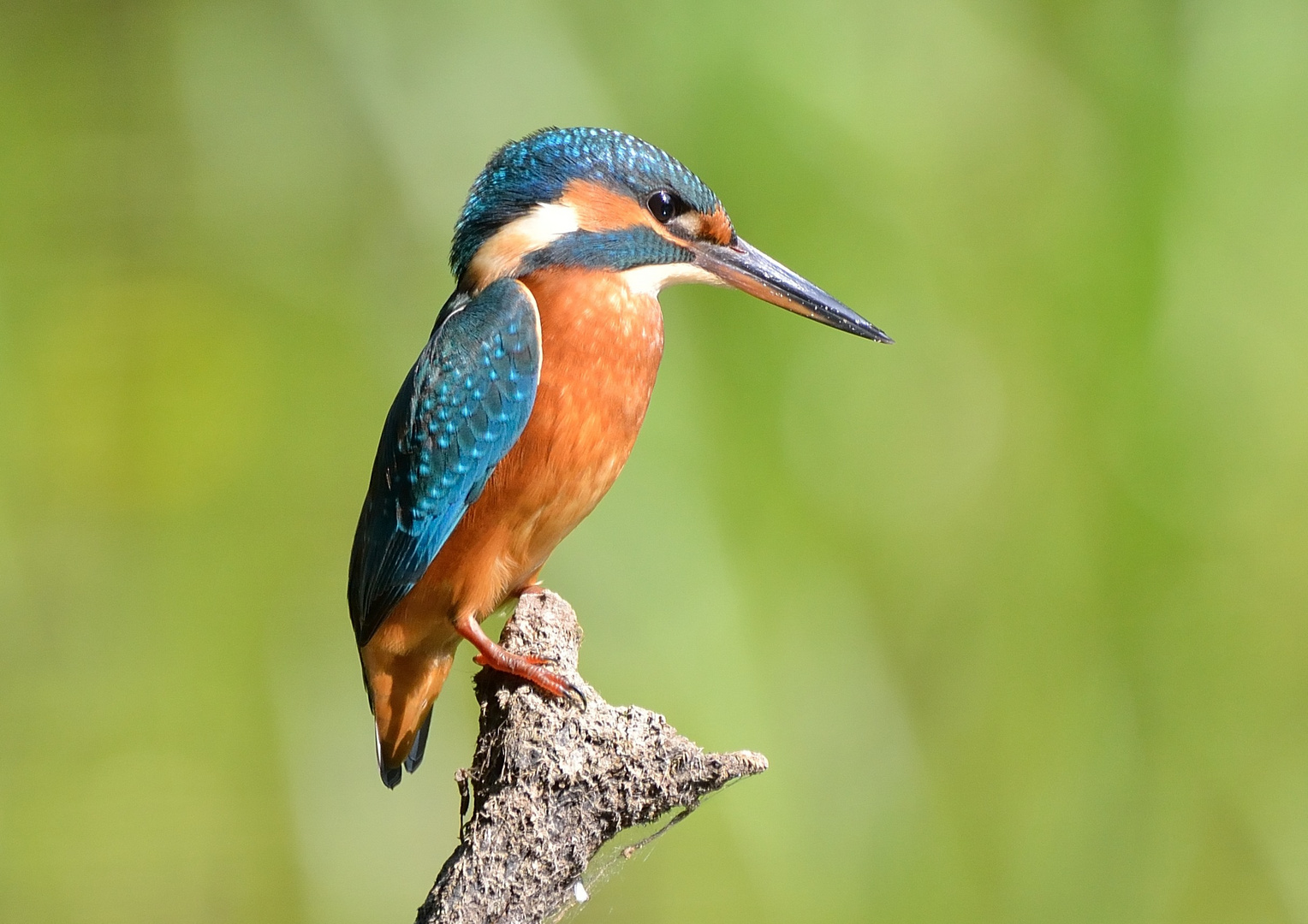 Die ersten Eisvogelbilder von mir den man zeigen kann