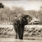 Die ersten Elefanten