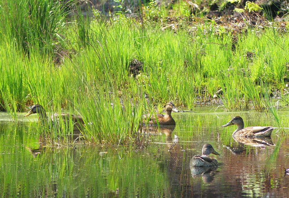 Die ersten Enten