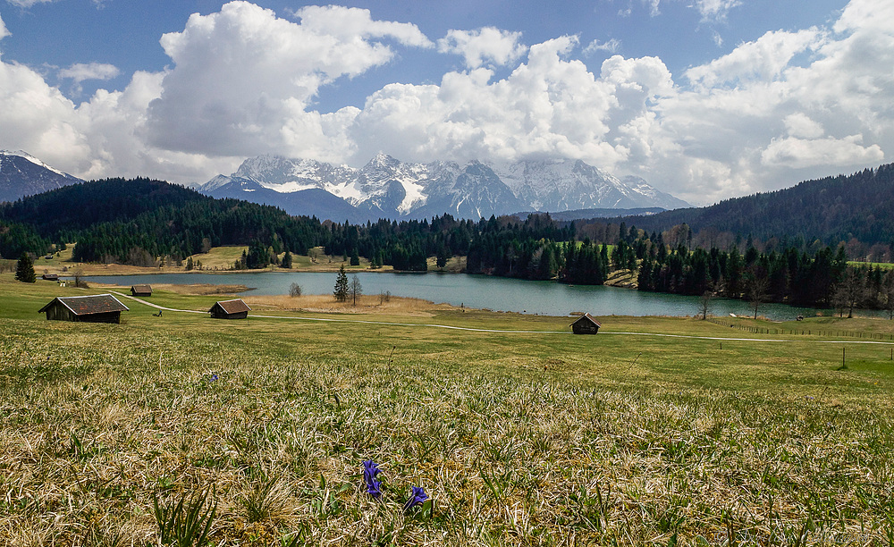 die ersten Enziane am Geroldsee