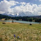 die ersten Enziane am Geroldsee