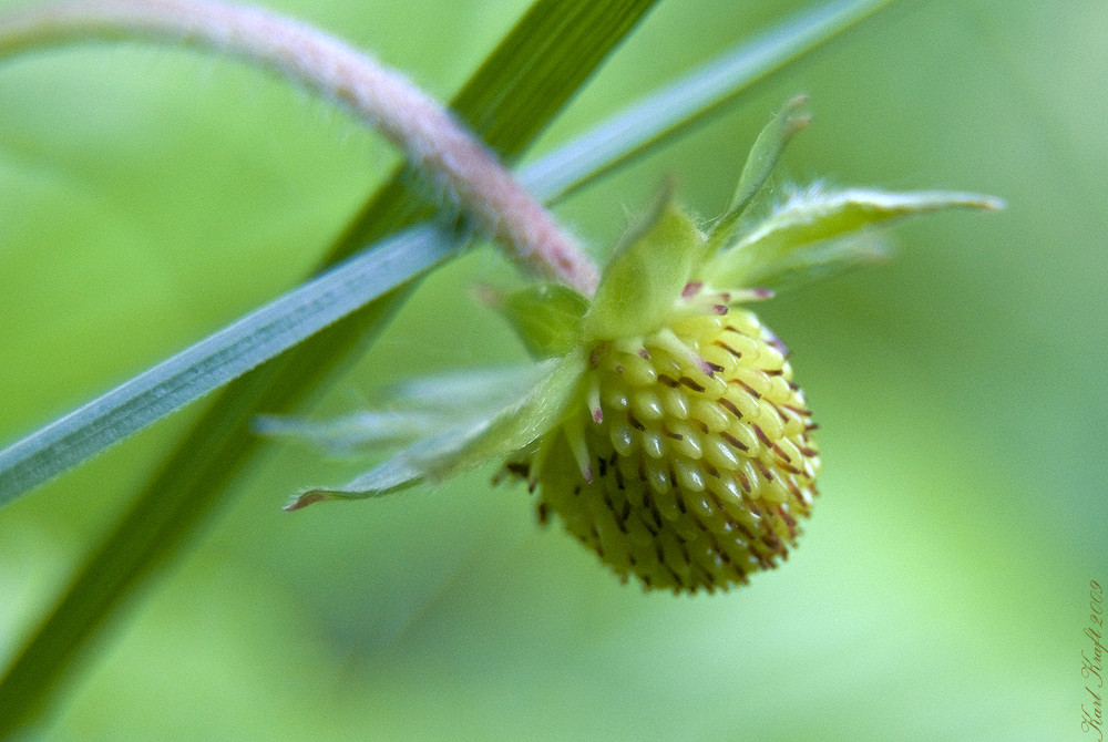 Die ersten Erdbeeren.....