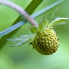 Die ersten Erdbeeren.....