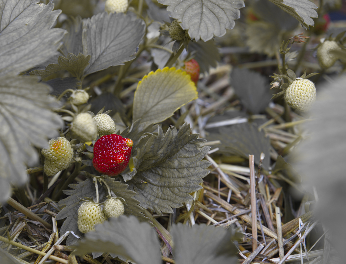 Die ersten Erdbeeren in unserem Hochbeet