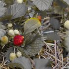 Die ersten Erdbeeren in unserem Hochbeet