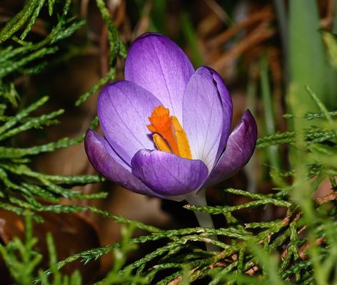 DIE ERSTEN FARBTUPFER IM GARTENJAHR 2025